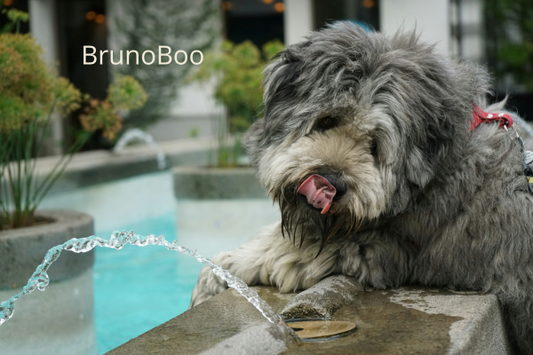 BrunoBOO Essential Hydration: How Much Water Should Your Dog Drink?