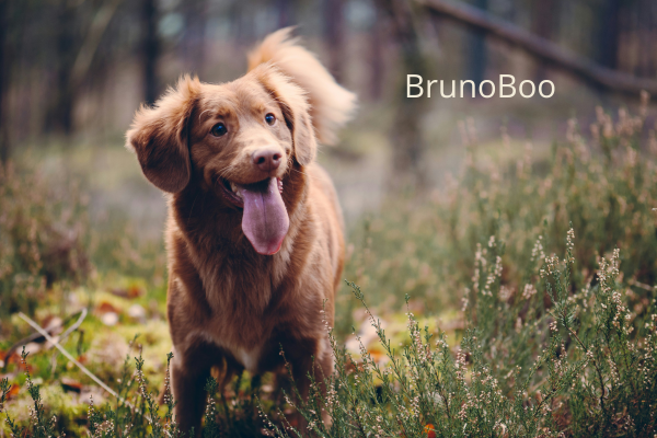 BrunoBOO Guide: What to Do If Your Dog Ate Weed