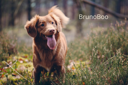 BrunoBOO Guide: What to Do If Your Dog Ate Weed