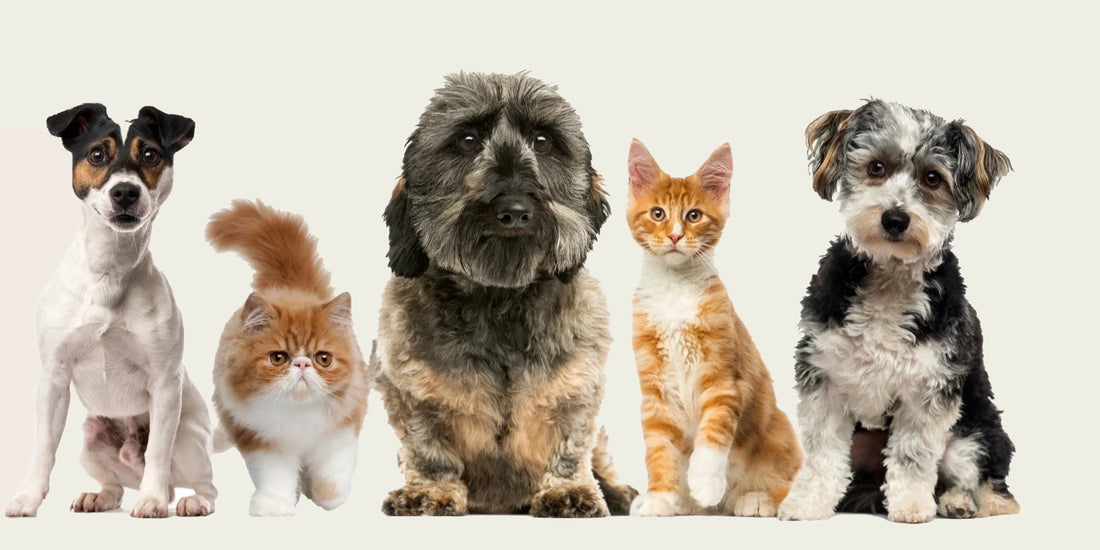 How to Choose the Perfect Pet: BrunoBoo’s Expert Guide